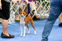 Winners Dog