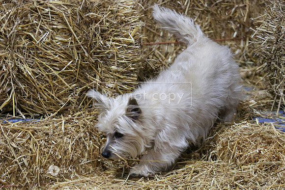 MCH53495