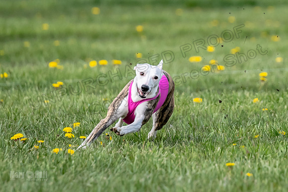 1 Prelim FCh B2 Echo Lzzy Indy-6749