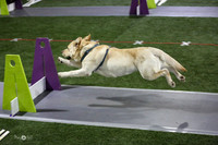 26  Wagging Tails FlyballRapids Intens-A-Flyrs Snow Angels