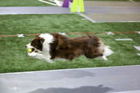 28  ZoomiesRuff Position Stressed-Asylum Unleashed BlackBordering On Insanity Rush