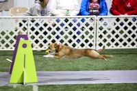 30  Hawkeye Hustlers Travelers P/U-K9 Wrecking Ballz