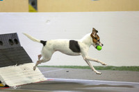 38  Wagging Tails Flyball-Zoomies