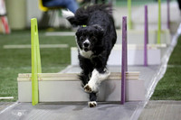 47  Bordering On Insanity Rush-K9 Wrecking Ballz