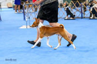 Sweeps Puppy Dog 6-9