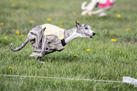 1 Prelim FCh A4 Whisper Zinger-6706