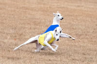 Whippet