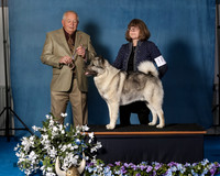 Elkhound 2020-1082