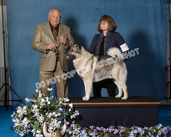 Elkhound 2020-1082