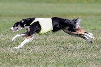 Borzoi