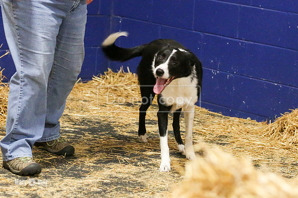 MCH57245