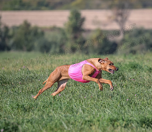 1 Prelims Vet 2 Xena Libby-5299
