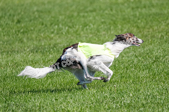Silken Windhound Prelim, Finnegan-2987
