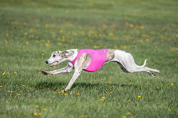 1Prelims Open E1 Boujee Riptide Zaza-0718