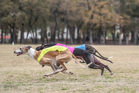 Finals Open 3 Scorch Shine Kashi-4025