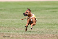 Ridgebacks