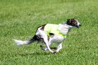 Silken Windhound Prelim, Finnegan-2978