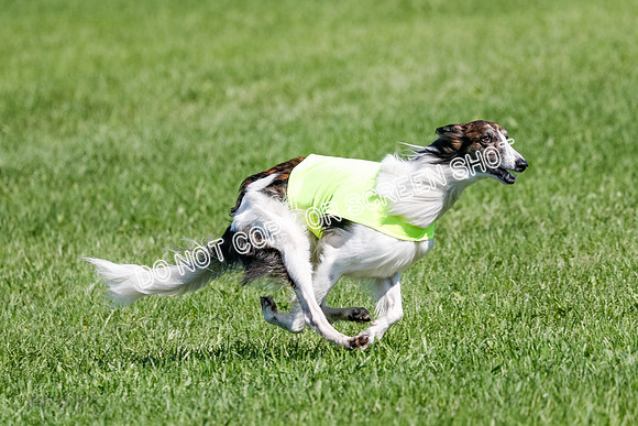 Silken Windhound Prelim, Finnegan-2978