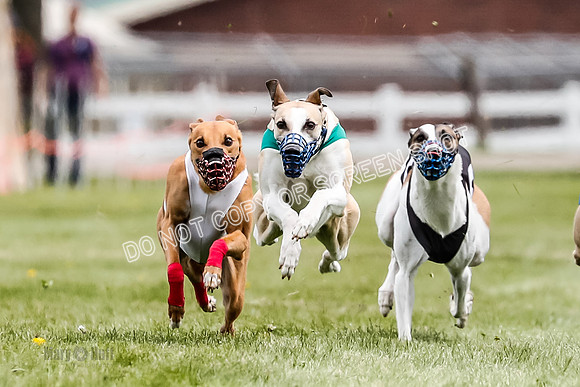 WRA, Prg 2, Race 12, Bookie Joplin Rogue Chase Jigsaw Rum-9049-2