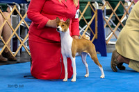 Sweeps Bred By Exhibitor Bitch