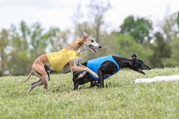 Finals Open C3, Sparky Margot Shine-0719
