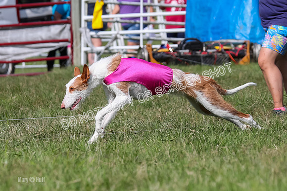 Prelim, Unknown Dogs-7681