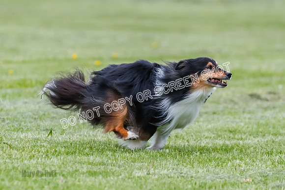 Cat Test 1-0327
