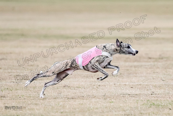 1Prelim Open 2 Shine Maverick Steel-2964
