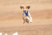 Saluki