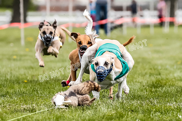 WRA, Prg 2, Race 12, Bookie Joplin Rogue Chase Jigsaw Rum-9065