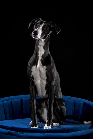 Puck 5.23.2020-1210-Edit