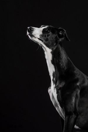 Puck 5.23.2020-1233-Edit