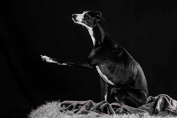 Puck 5.23.2020-1234-Edit