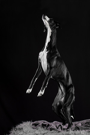 Puck 5.23.2020-1236-Edit