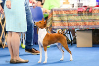 Best of Breed