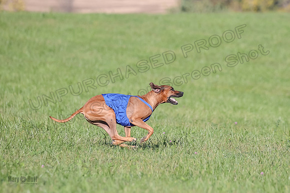 1 Prelims Open 1 Kinky Ash Zanna-4453