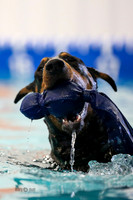 Splash 3