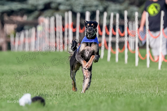 Program 1, Race 10 Trevor Falcon Vetia Kiki-6446