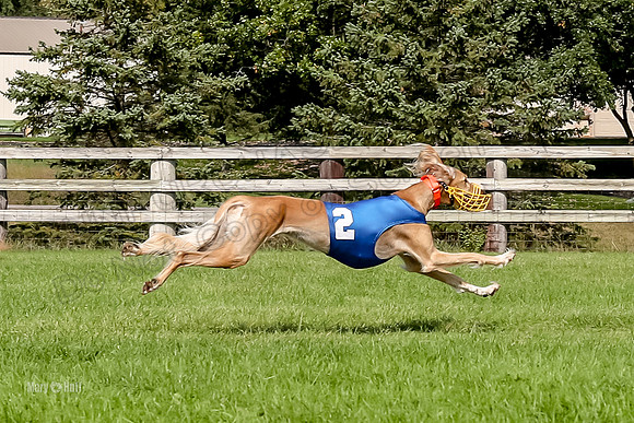 Program 3, Race 10 Kiki Vetia Falcon Trevor-7952