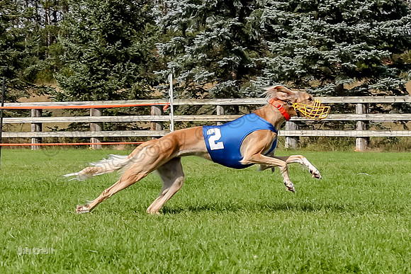 Program 3, Race 10 Kiki Vetia Falcon Trevor-7946