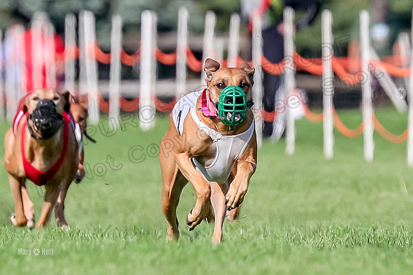 Program 1, Race 16 Xena Eve Opal Libby-6722