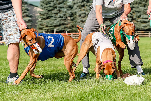 Program 1, Race 16 Xena Eve Opal Libby-6751