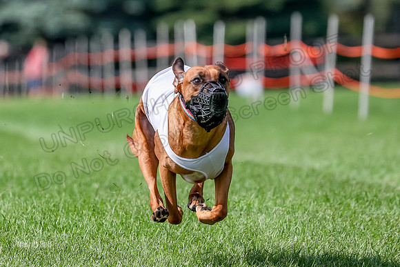 Program 2, Race 16 Xena Opal Crue Eve-7542