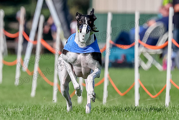 Program 1, Race 19 No Percy Magic Apple-6878