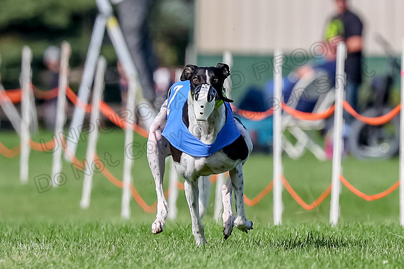 Program 1, Race 19 No Percy Magic Apple-6881