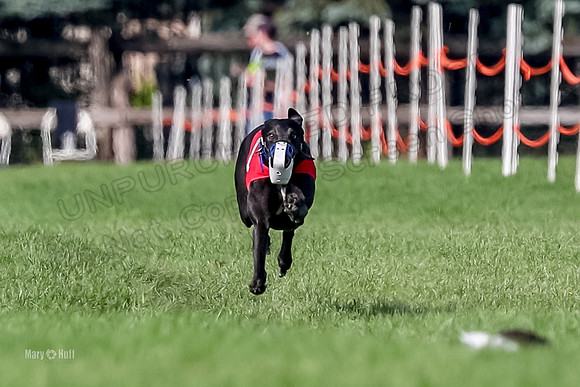 Program 1, Race 19 Percy Magic Apple-6874