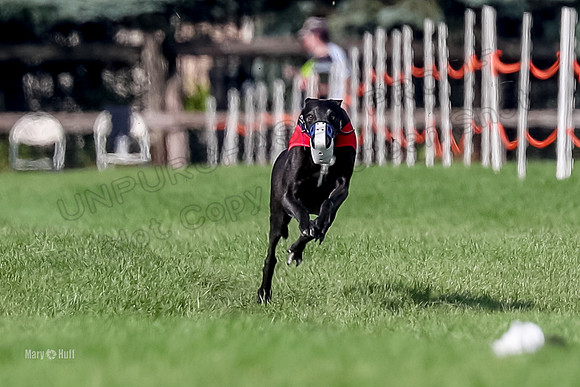 Program 1, Race 19 Percy Magic Apple-6873