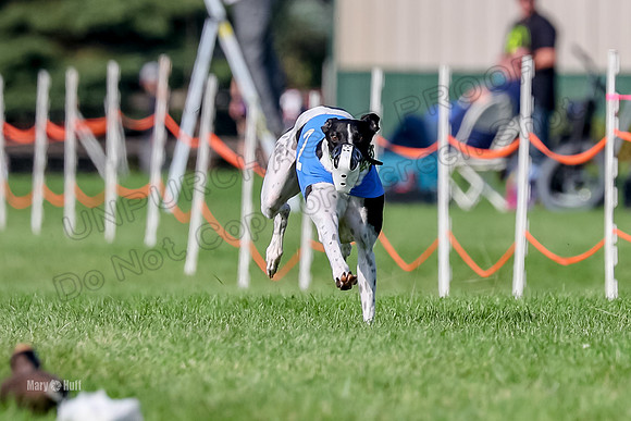 Program 1, Race 19 Percy Magic Apple-6880