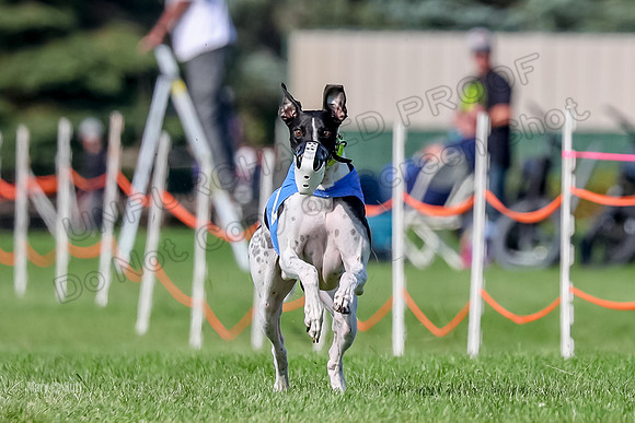 Program 1, Race 19 Percy Magic Apple-6883