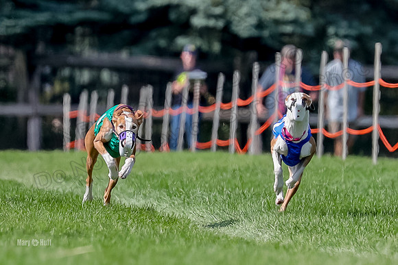 Program 2, Race 20 Tut Ellie Thea Izzy-7623